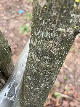 niko-jpn – webcam model profile photo Image 2