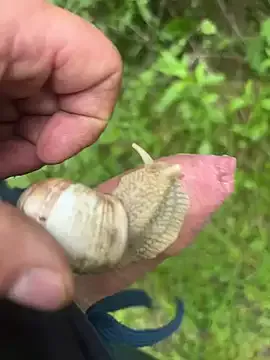 niko-jpn – webcam model profile photo Image 7