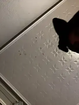 Queen_Shanuu – webcam model profile photo Image 15