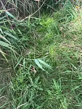 roouse – webcam model profile photo Image 6